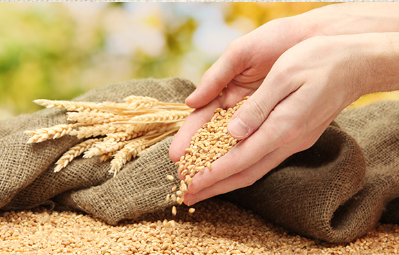 Grains Image